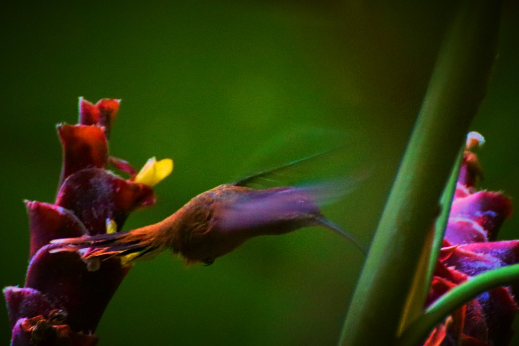 Fotor_155296069744034